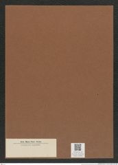 Diatomeae indet. Zeichnungen Sammlung Grunow Mappe 03668 (Herbarium_W_Grunow_drawings_Folder_03668)